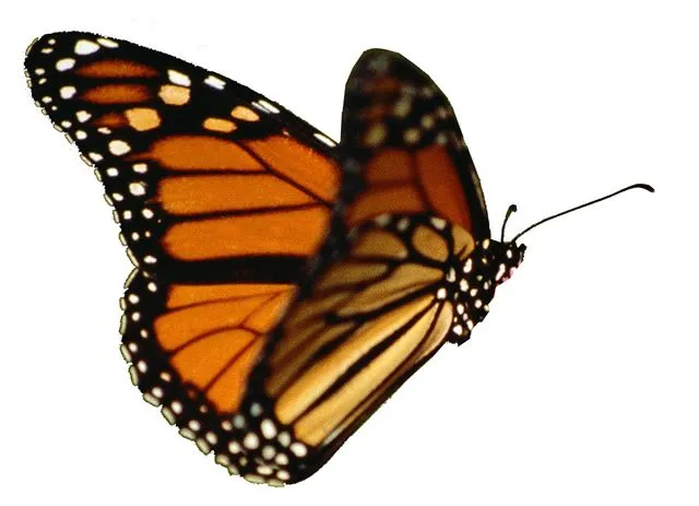 Mariposa.jpg - Imagui Mariposa.jpg - Imagui