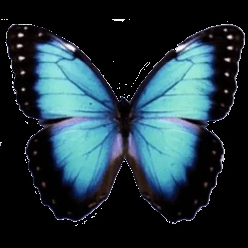 Mariposa en png - Imagui