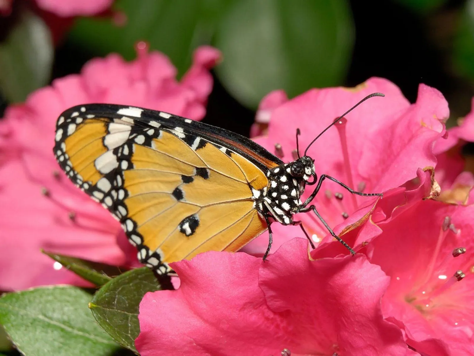 Primer Mariposario-Centro de Capacitación Artesanal de Villa Rica