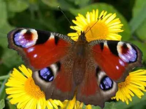 LAS MARIPOSAS•.¸¸.•♥ ♥ƹ̵̡ӝ̵̨̄ʒ ƹӝ̵̨̄ʒ♥ ♥ •.¸¸.• | El blog de ...