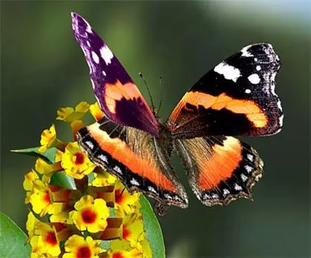 Mariposas. Alas de las mariposas