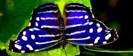 Mariposas azules - Ejemplos De