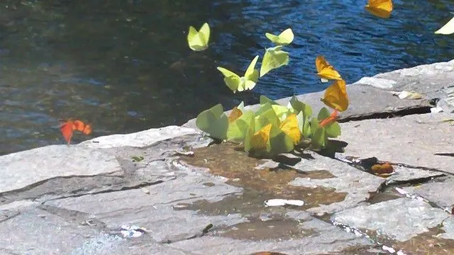 Mariposas bonitas | Flickr - Photo Sharing!