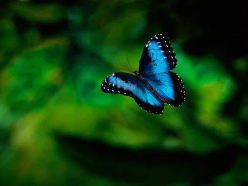 tutimeme: mariposas