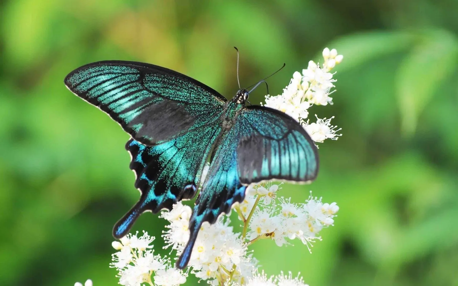 Mariposas Cola de Golondrina - Mariposas Tigre | Fotos e Imágenes ... Mariposas Cola de Golondrina - Mariposas Tigre | Fotos e Imágenes ...