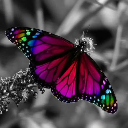Fotos de mariposas de colores brillantes - Imagui