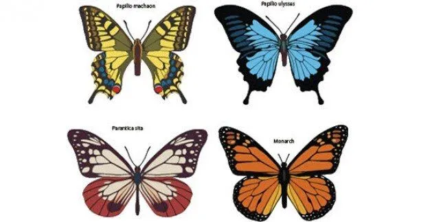 Mariposas de colores de vectores gratis | Descargar Vectores gratis