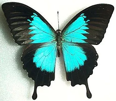 Mariposas diurnas - Monografias.