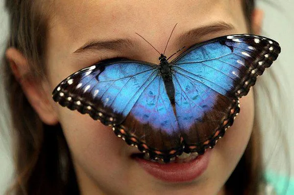 Mariposas exposición en el Museo de la Naturaleza Mariposas exposición en el Museo de la Naturaleza