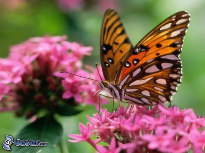 mariposas,-flores-de-color- ...