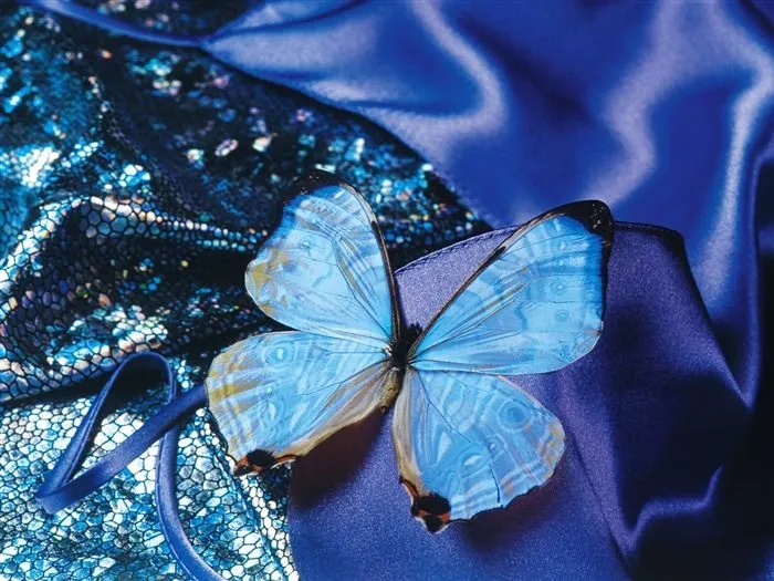 Las mariposas y las flores fondos de escritorio de disco (2) #15 ... Las mariposas y las flores fondos de escritorio de disco (2) #15 ...