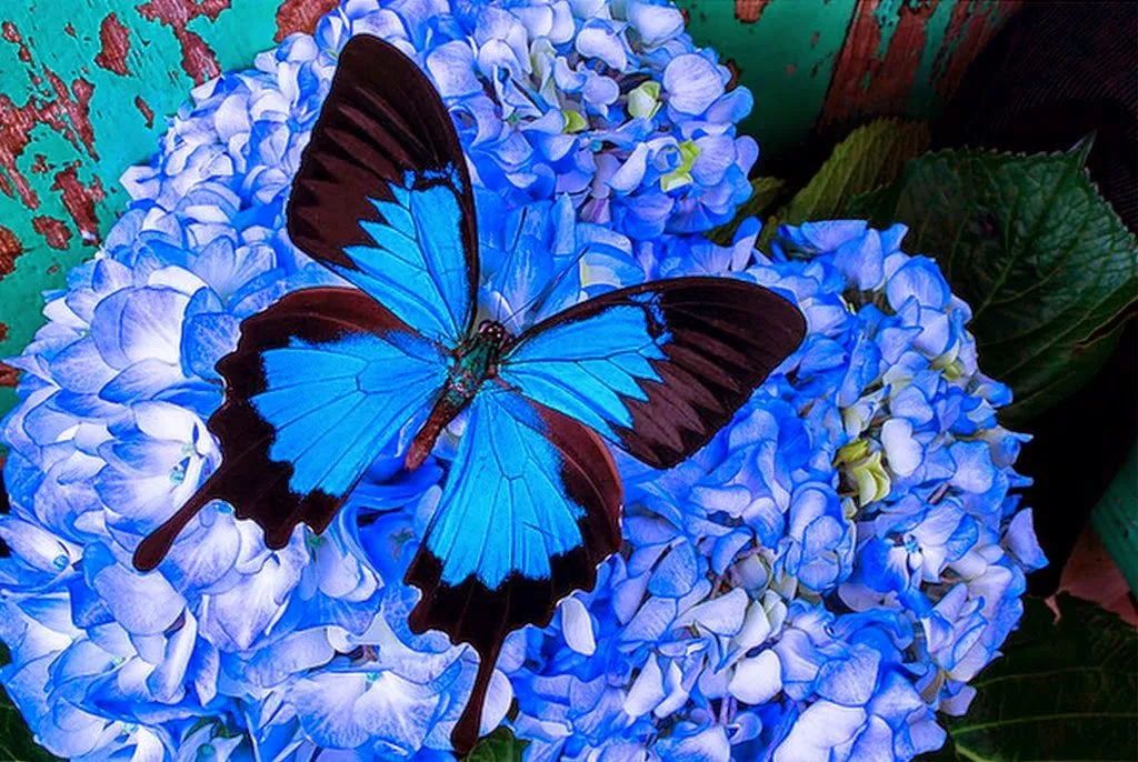 Mariposas y Flores Fotos Archivo de Imágenes | Bodegones y ... Mariposas y Flores Fotos Archivo de Imágenes | Bodegones y ...