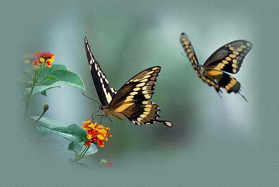 MARIPOSAS Y FLORES | Silviano's Weblog