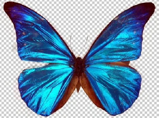 Mariposas sin fondo - Imagui