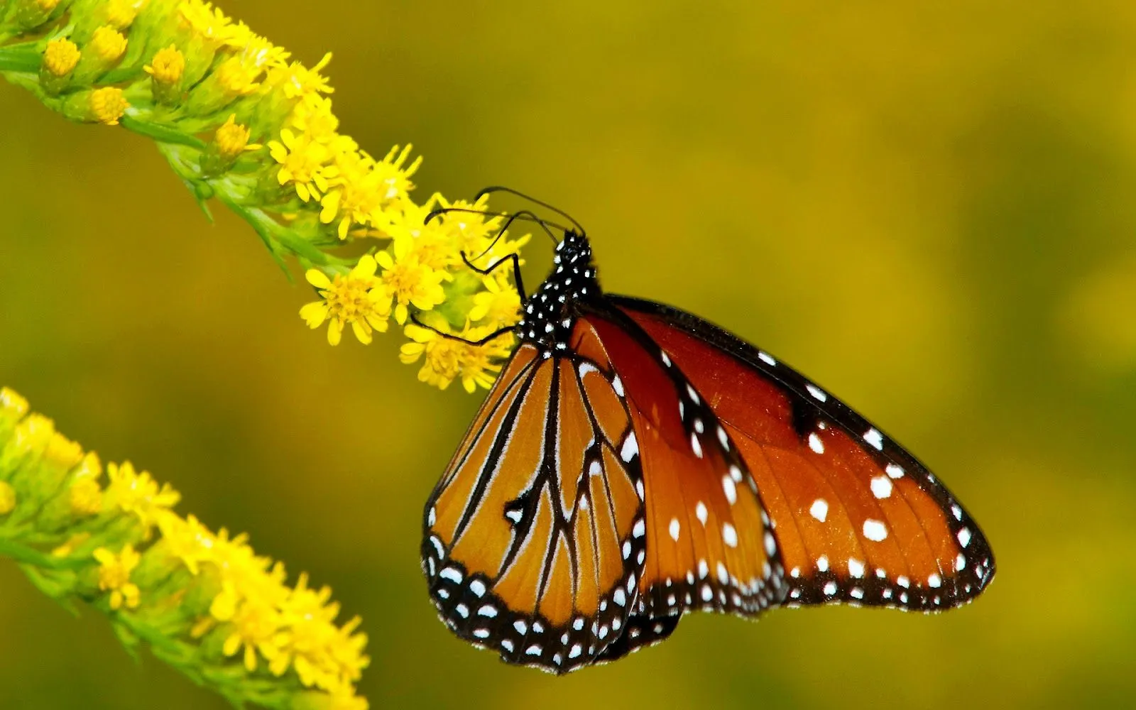 Mariposas - Fondos de Pantalla HD - Wallpapers HD