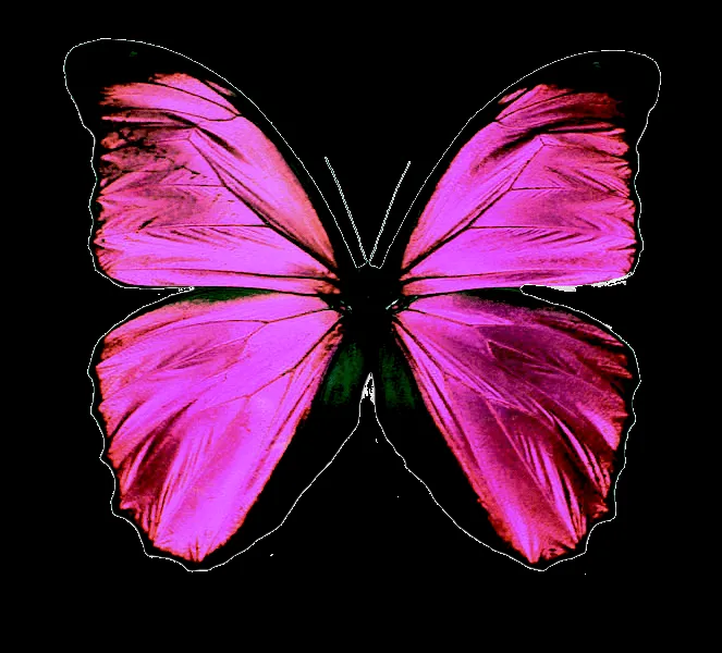 Mariposas en formato png - Imagui