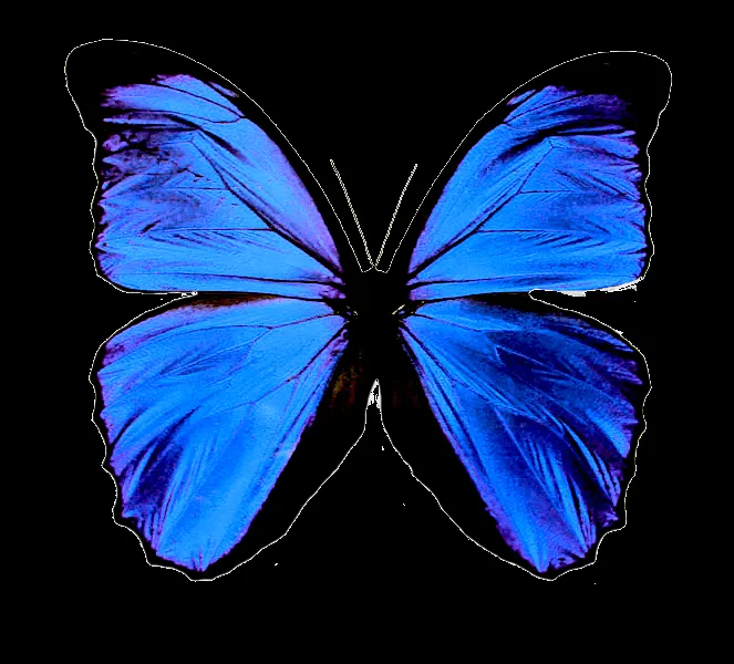 Mariposas en formato png - Imagui