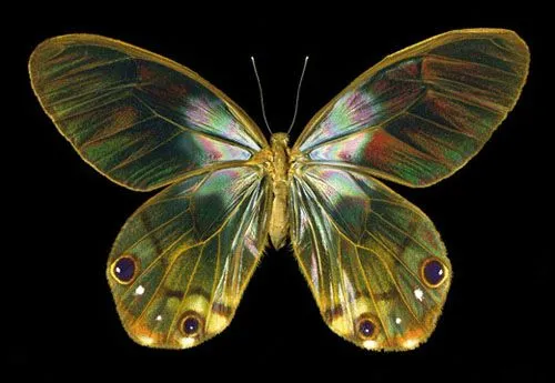 Las mariposas más hermosas del mundo CCTV-International Las mariposas más hermosas del mundo CCTV-International