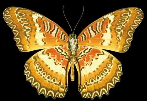 Las mariposas más hermosas del mundo CCTV-International Las mariposas más hermosas del mundo CCTV-International