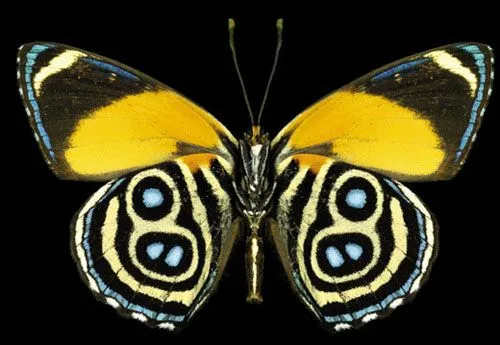 Las mariposas más hermosas del mundo CCTV-International Las mariposas más hermosas del mundo CCTV-International