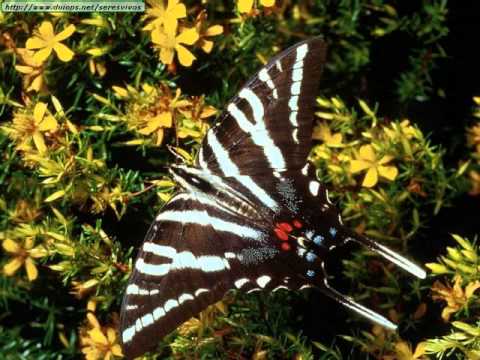 LAS MARIPOSAS MAS HERMOSAS DEL MUNDO - YouTube