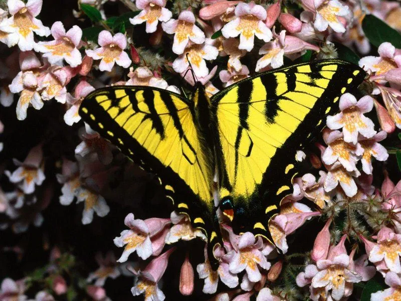 Las mariposas son insectos voladores diurnos o nocturnos . Pertenecen ...