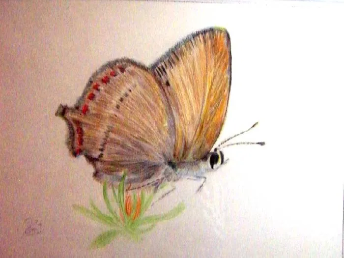 Mariposas a lapiz de color - Imagui