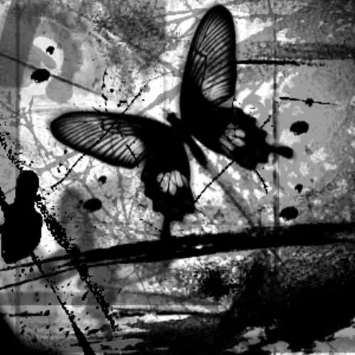 Mariposas negras - Imagui