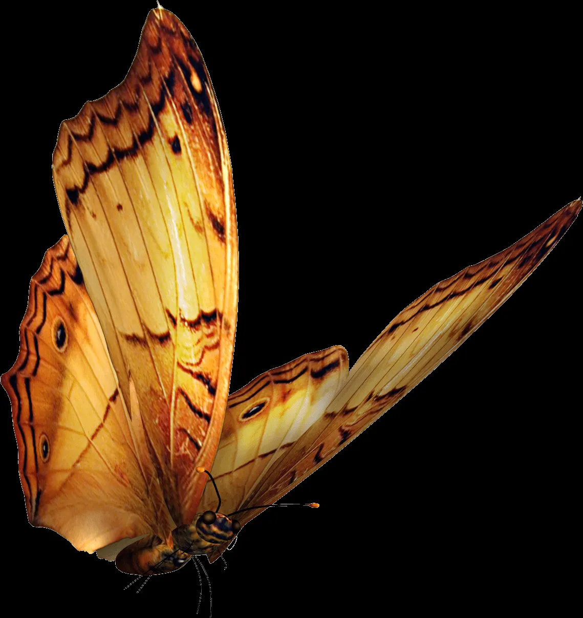 MARCOS GRATIS PARA FOTOS: MARIPOSAS PNG