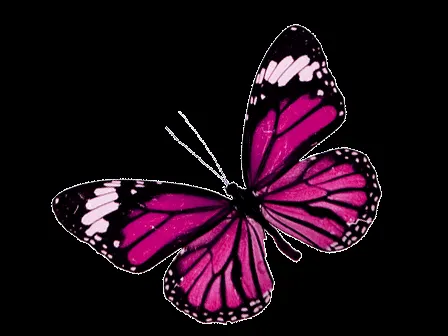 Mariposas png - Imagui