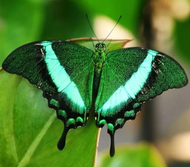 mariposas reales - Buscar con Google | Mariposas!! | Pinterest
