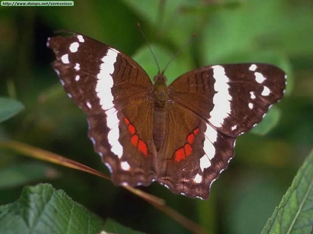 Fotos de mariposas (II)