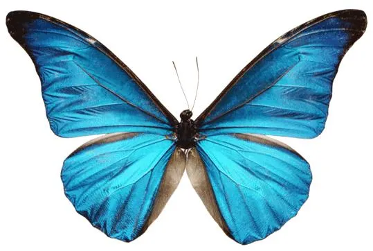 Mariposas Siderales - Paperblog