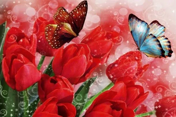 Mariposas sobre tulipanes rojos (58391)