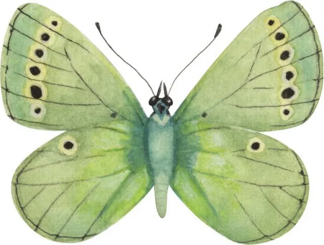 Mariposas verdes animadas - Imagui
