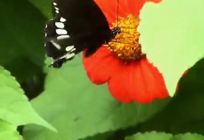 mariposas volando | PopScreen
