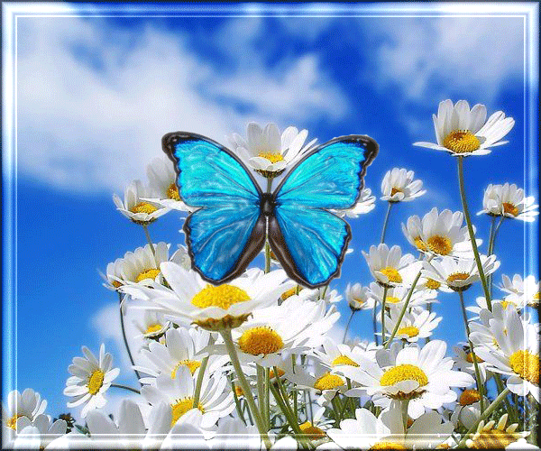 mariposas-y-margaritas.gif