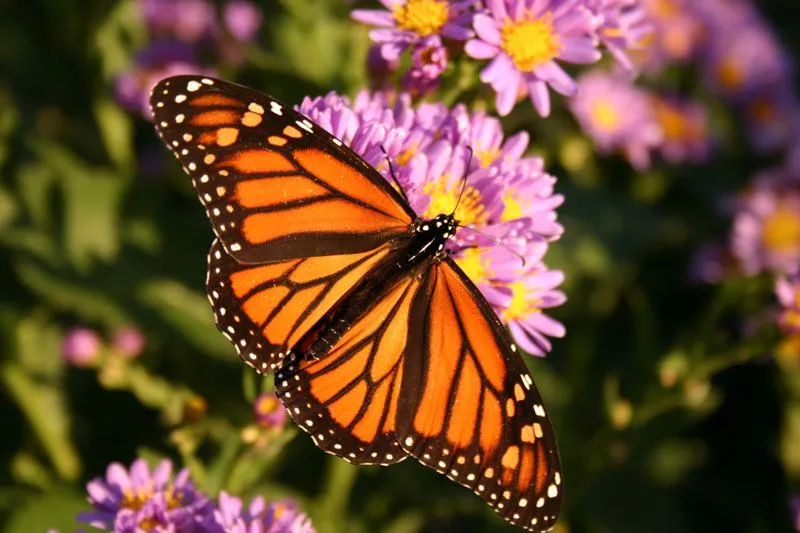 Mariposeando » Danaus Plexippus