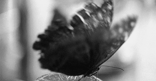 Maripositas en blanco y negro - Imagui