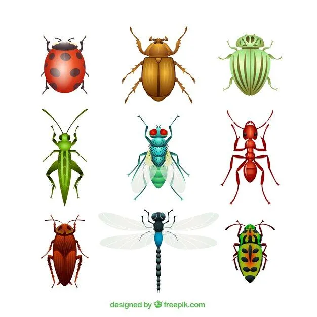 Mariquita | Fotos y Vectores gratis