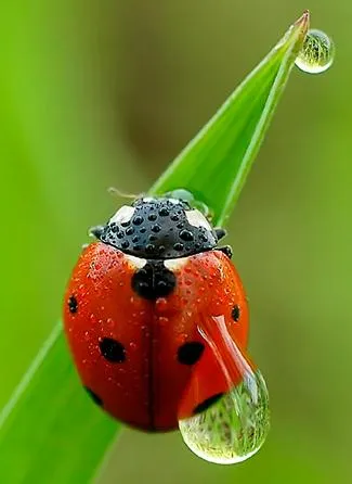 Mariquita | Wikifaunia, tu enciclopedia de animales