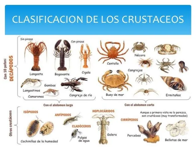 Mariscos: Aprovisionamiento de materias primas Mariscos: Aprovisionamiento de materias primas