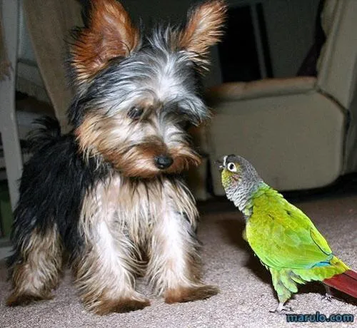 Marita's blog: Un perrito bebé y un pajarito