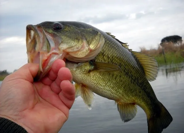 Marjenes hermosos pata cuaderno - Imagui