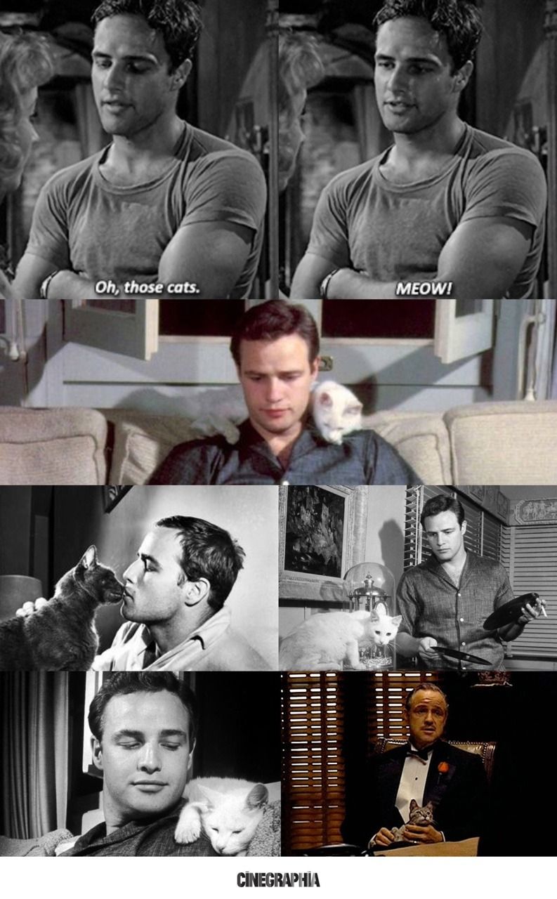 Marlon Brando and the cats…. // Marlon Brando y... - Cinegraphia - Cinema is written in images