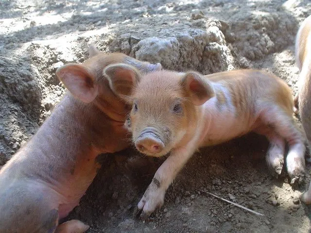 unos marranitos bebes en riocedro | Flickr - Photo Sharing! unos marranitos bebes en riocedro | Flickr - Photo Sharing!