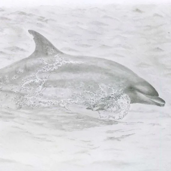 Marsopa Original foto realista dibujo a lápiz por InDarkCorners Marsopa Original foto realista dibujo a lápiz por InDarkCorners