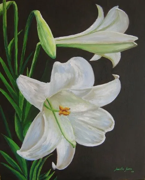 Marta Moro » Azucena Blanca