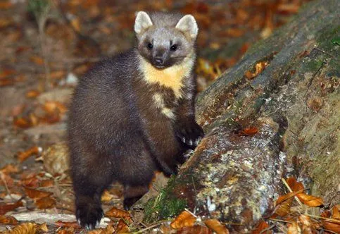 Marta | Wikifaunia, tu enciclopedia de animales Marta | Wikifaunia, tu enciclopedia de animales