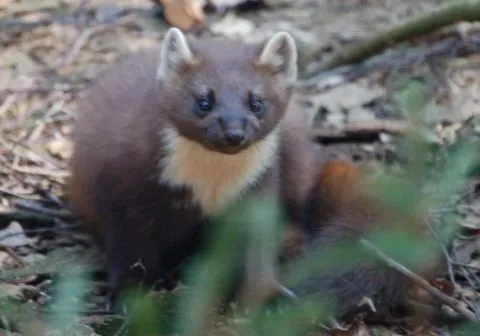 Marta | Wikifaunia, tu enciclopedia de animales Marta | Wikifaunia, tu enciclopedia de animales
